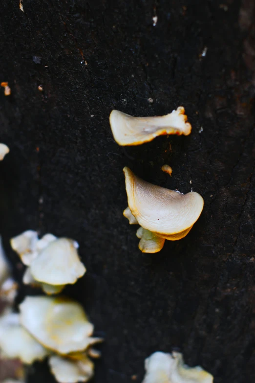 three mushrooms growing out of a tree trunk