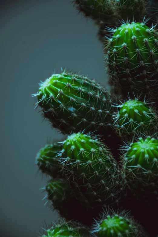 close up of a cactus plant with dark background