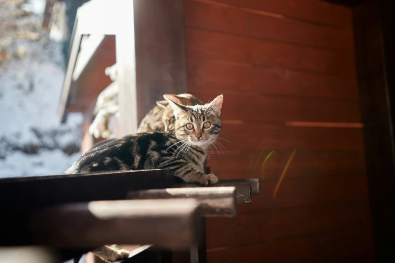 a cat sitting on top of a wooden bench