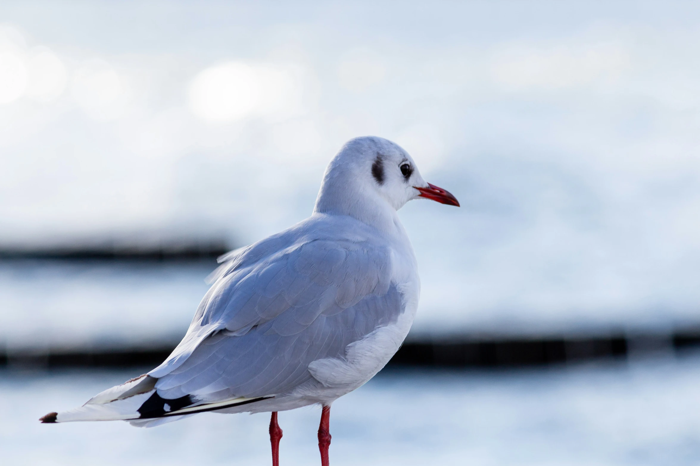 a small white bird standing on top of a wooden pole