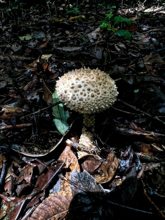 a white mushroom standing in the woods with leaves