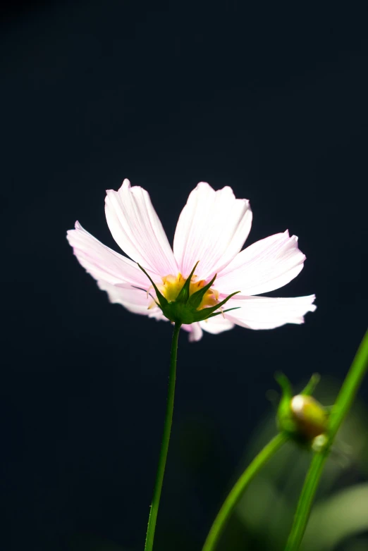 a white flower standing next to a tall green stalk