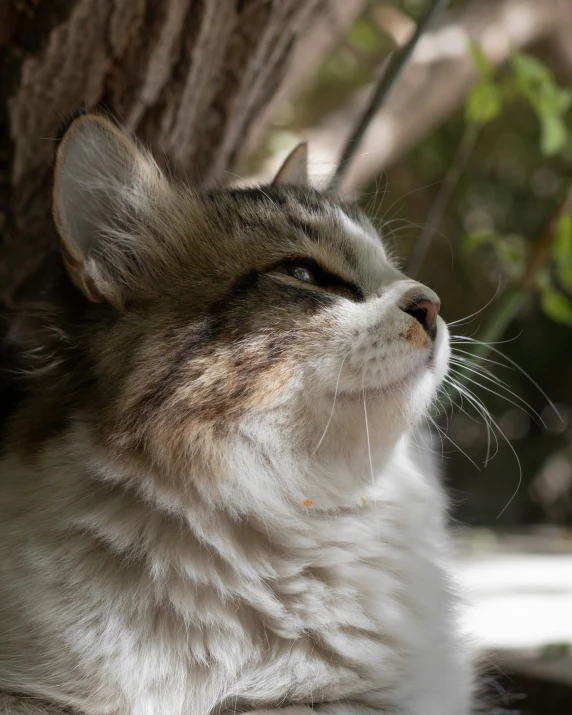 a cat sitting under a tree and sleeping