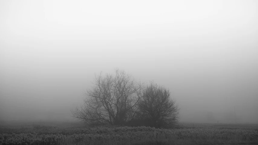 two trees in a field in the fog