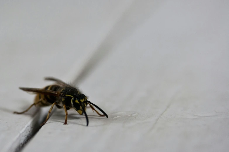 a bee crawling on top of a white sheet