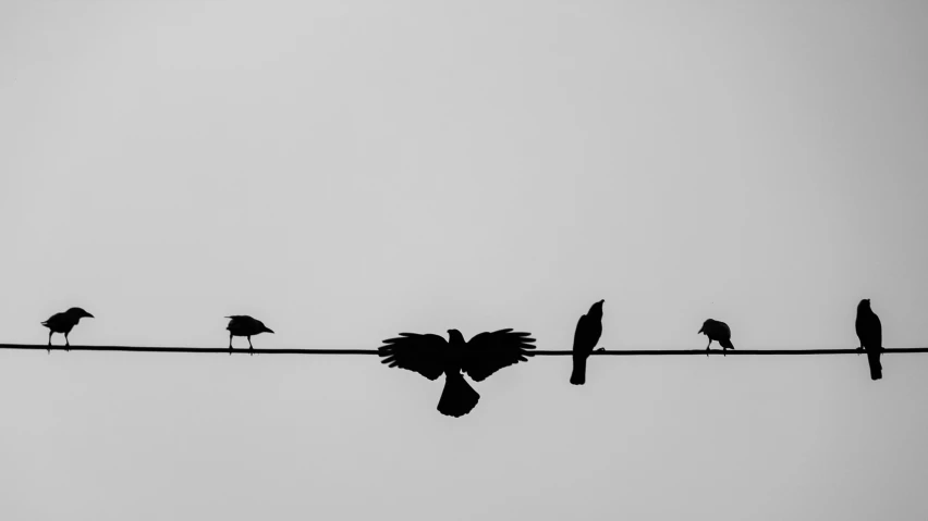 black and white image of birds sitting on a wire