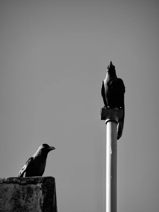 the two birds sit on top of two poles