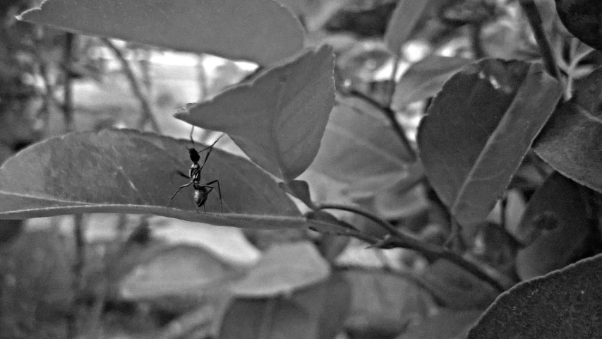 a leaf that has been sprout into the air and some green leaves in the background