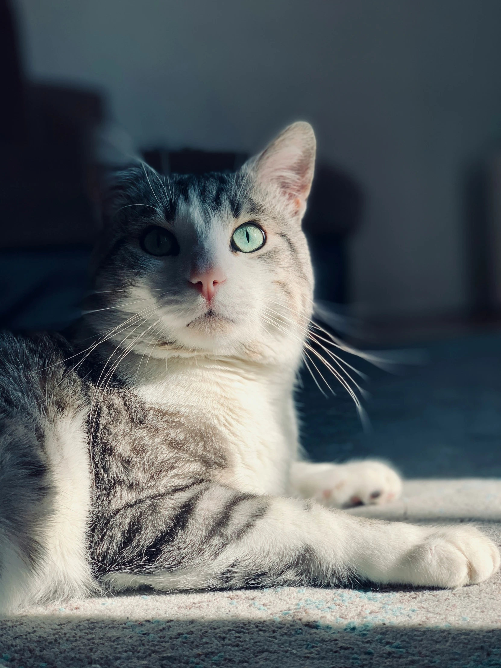 a gray and white cat sitting on top of a carpet