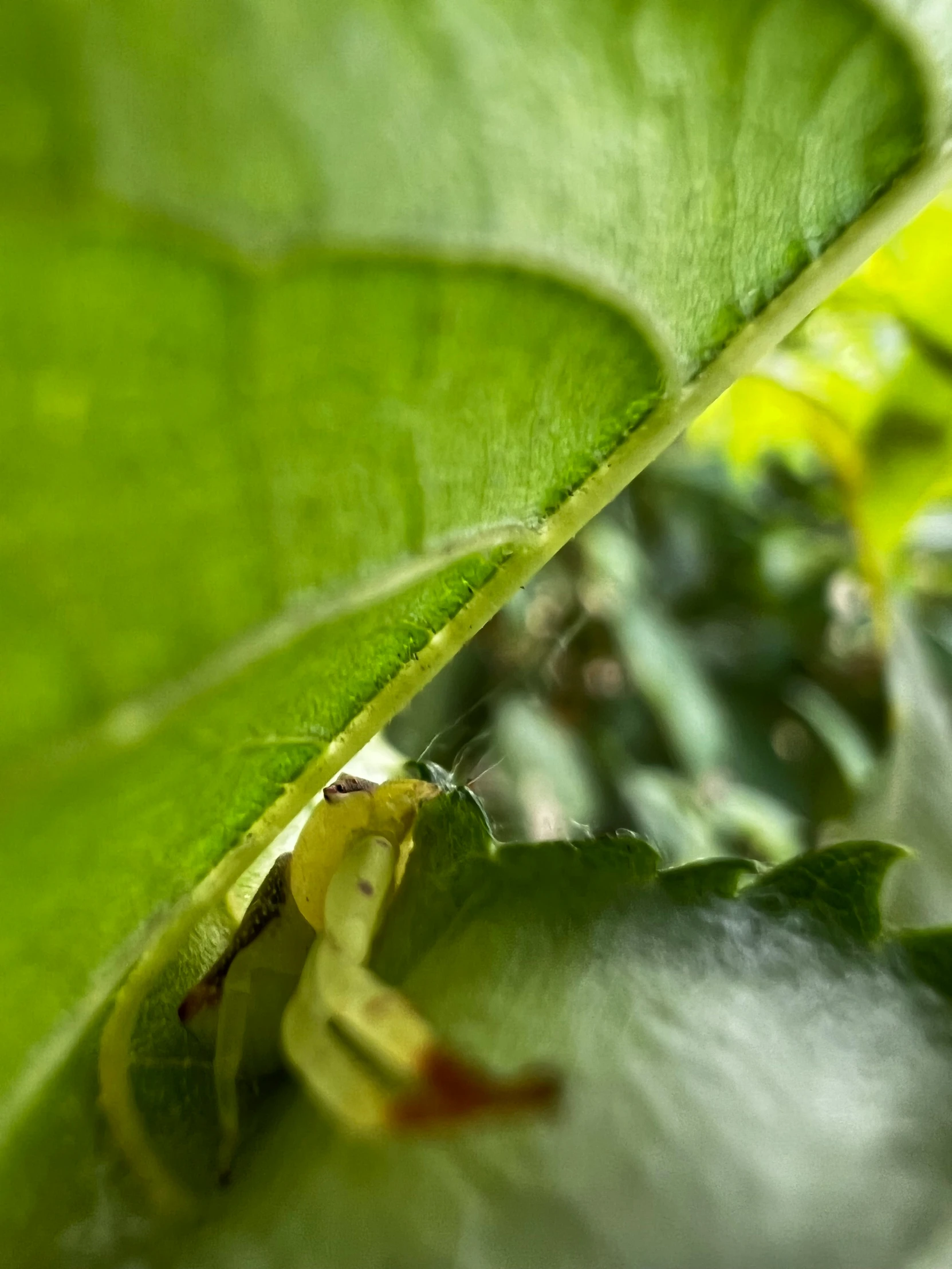 green leaf, with a yellow caterpillar stuck to it