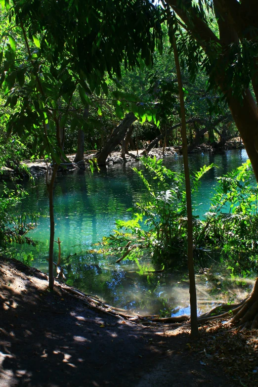 trees surrounding a body of water with small, bright water