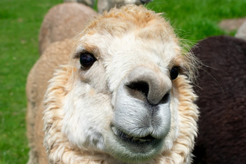 a group of llamas are looking straight ahead in a field