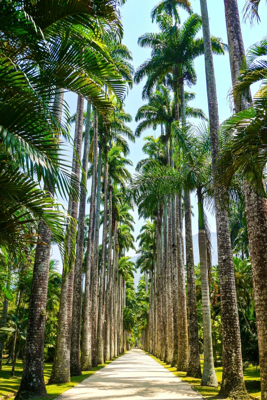 a road surrounded by palm trees and a forest