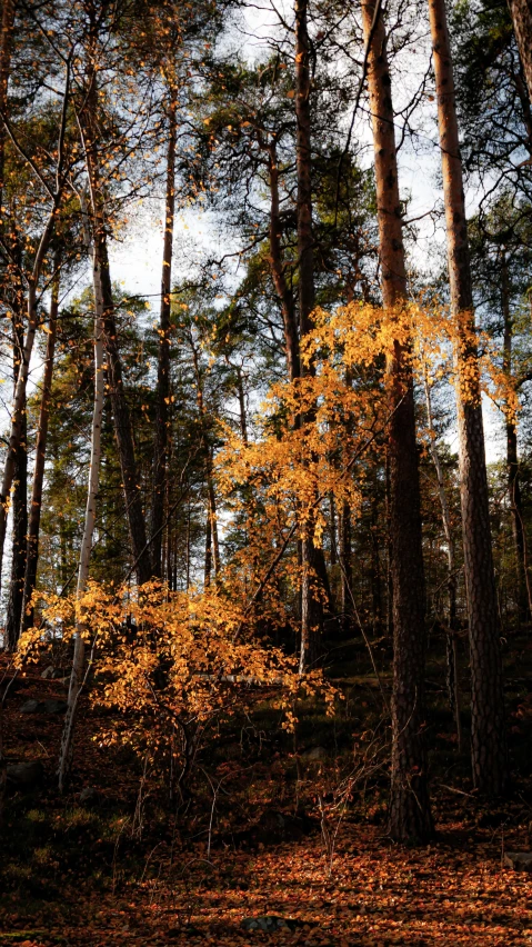 a forest with tall trees filled with colorful leaves