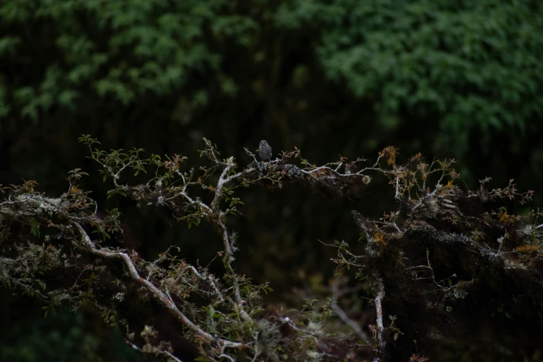 a bird is perched on a small nch in a field