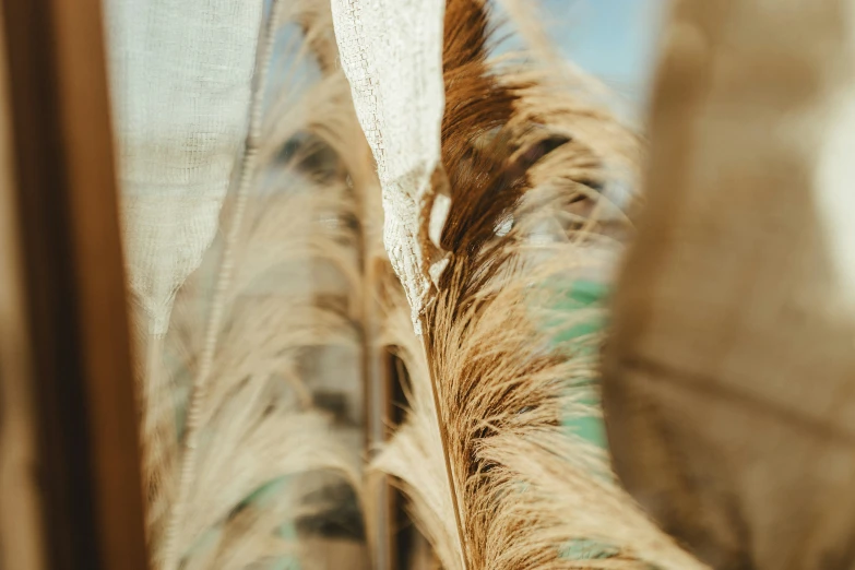 bird feathers are seen in the foreground and on the windowsill