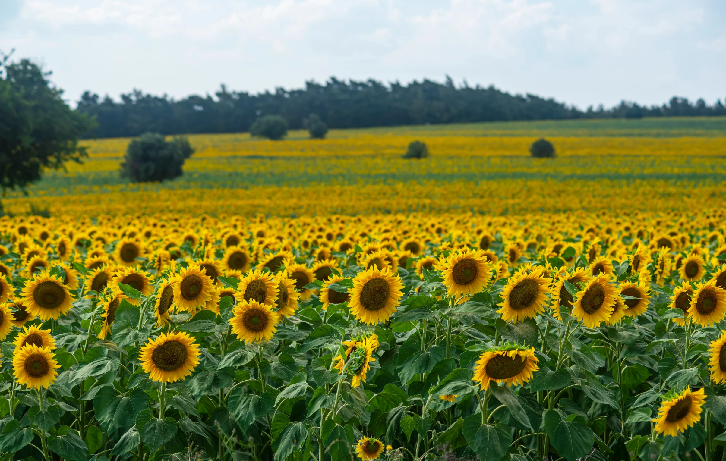 sunflowers stand out among the yellow, lush countryside