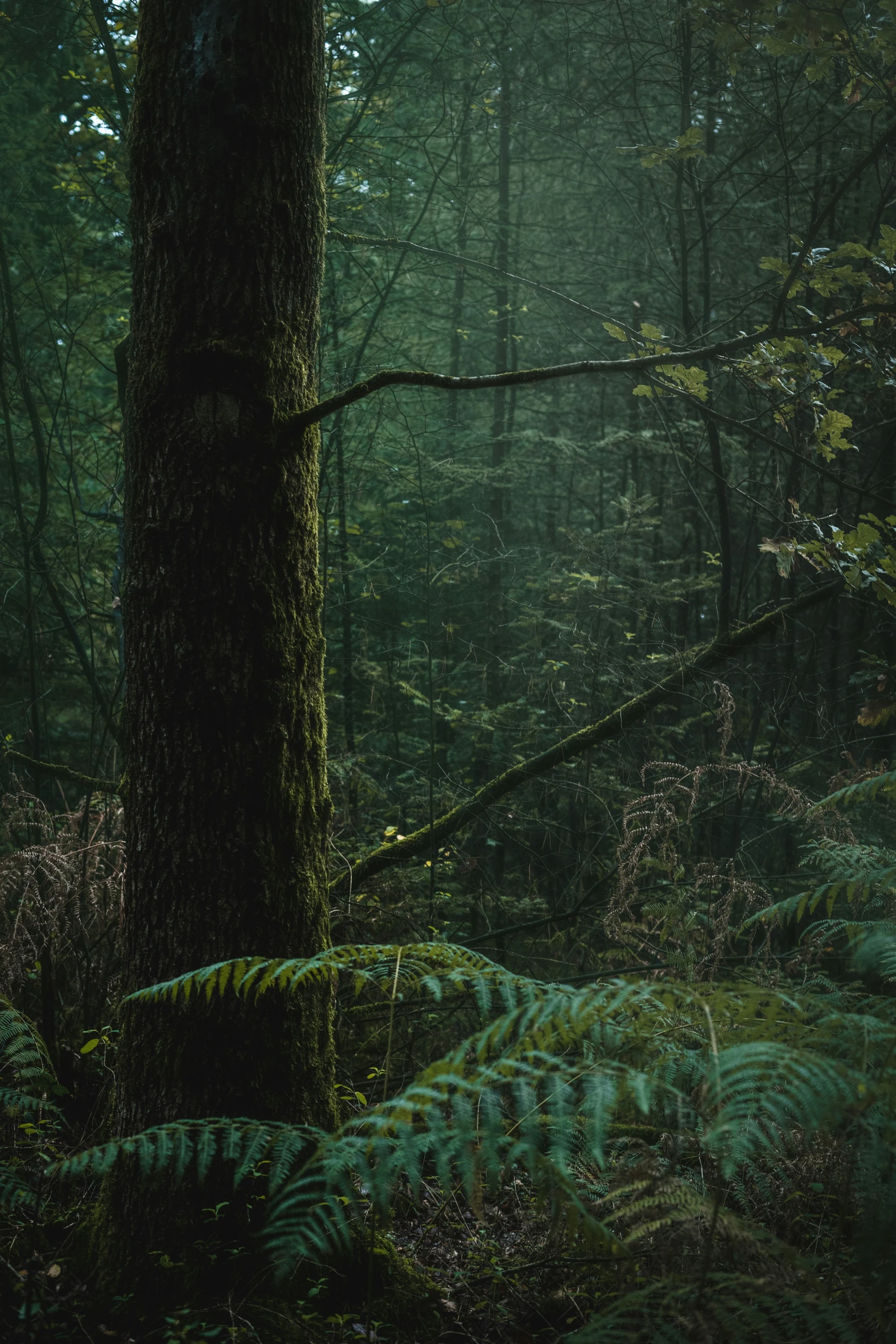 green ferns in the middle of an almost dark woods