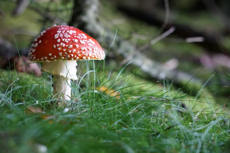 there is a small mushroom in the grass