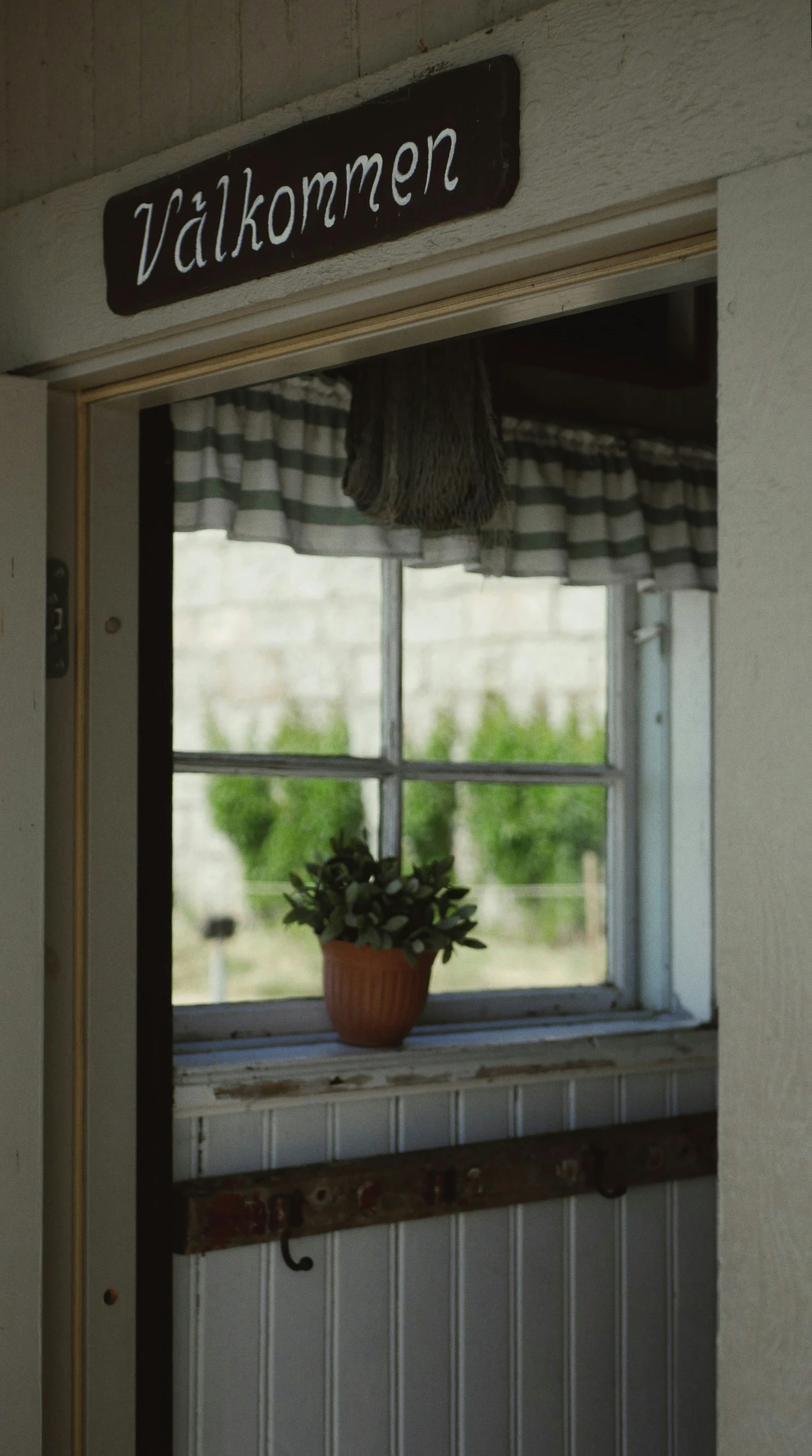 a plant sitting on top of a window sill