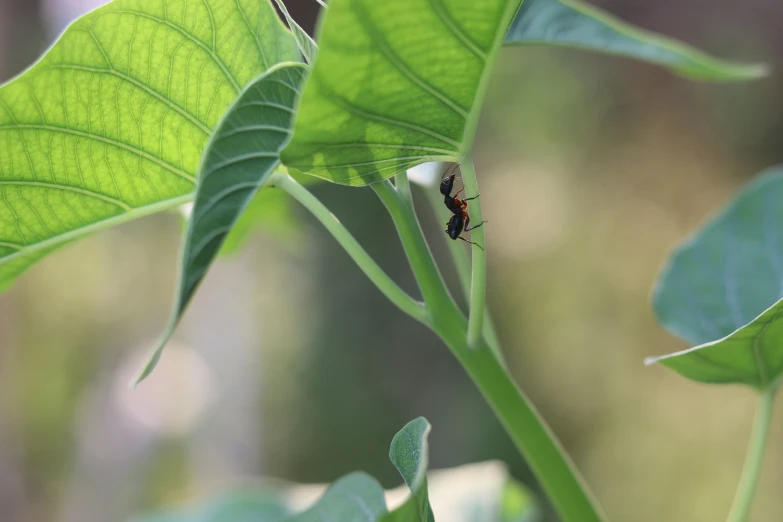 the large bug is sitting on a large green leaf