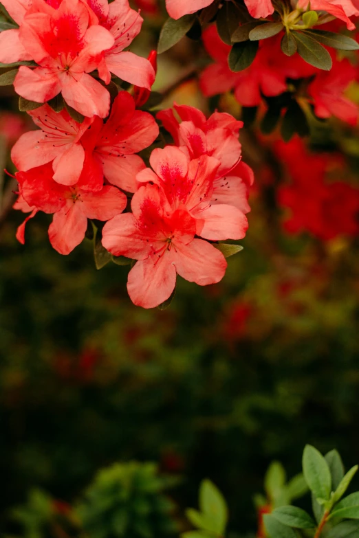 pink flowers are blooming outside on a nch