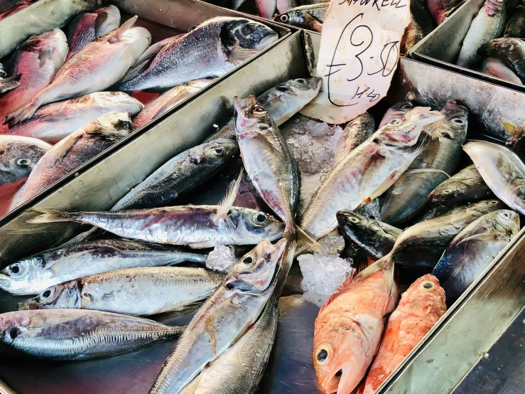 a variety of fish displayed on metal trays