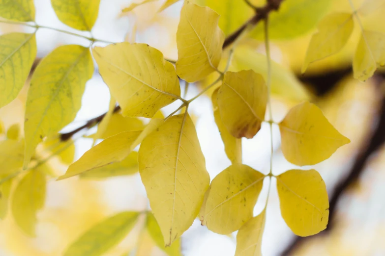 a yellow leaf hanging from a tree nch