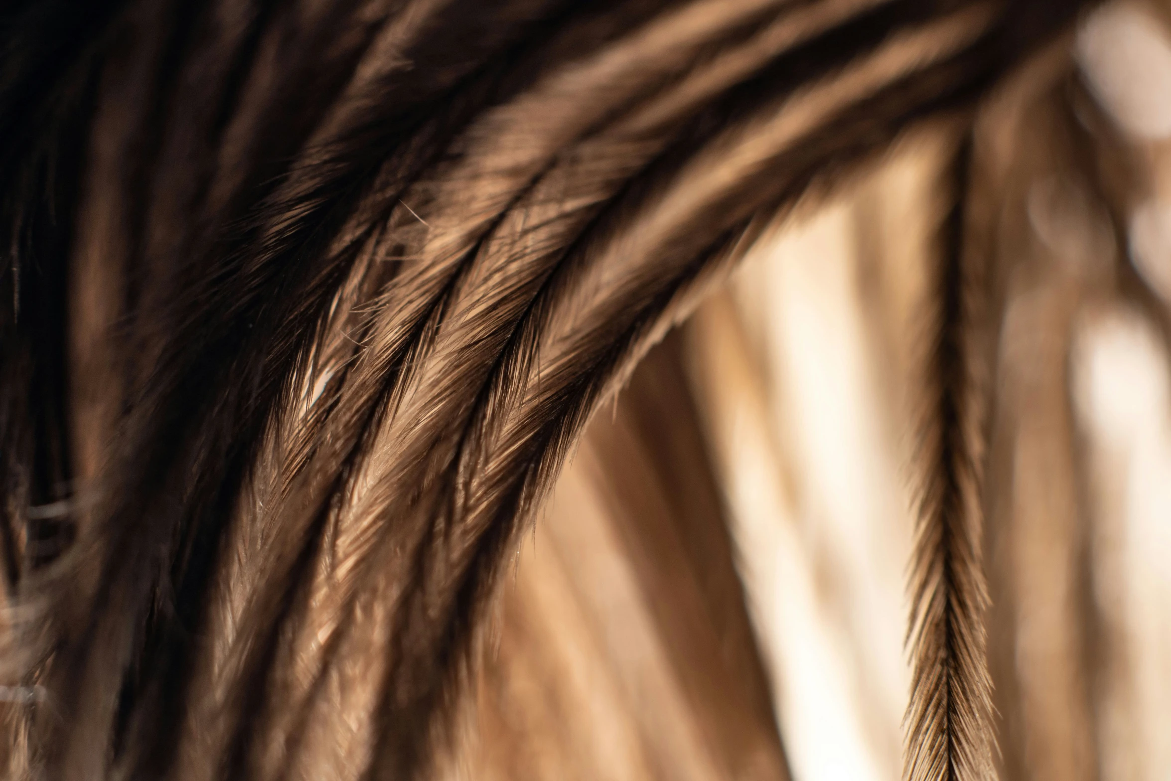 the tip of a bird's feather is displayed