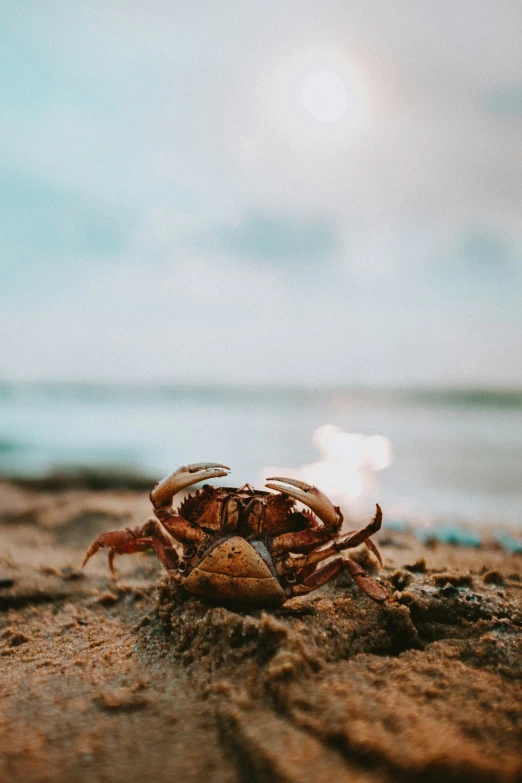 a crab sits on a sandy beach by the ocean