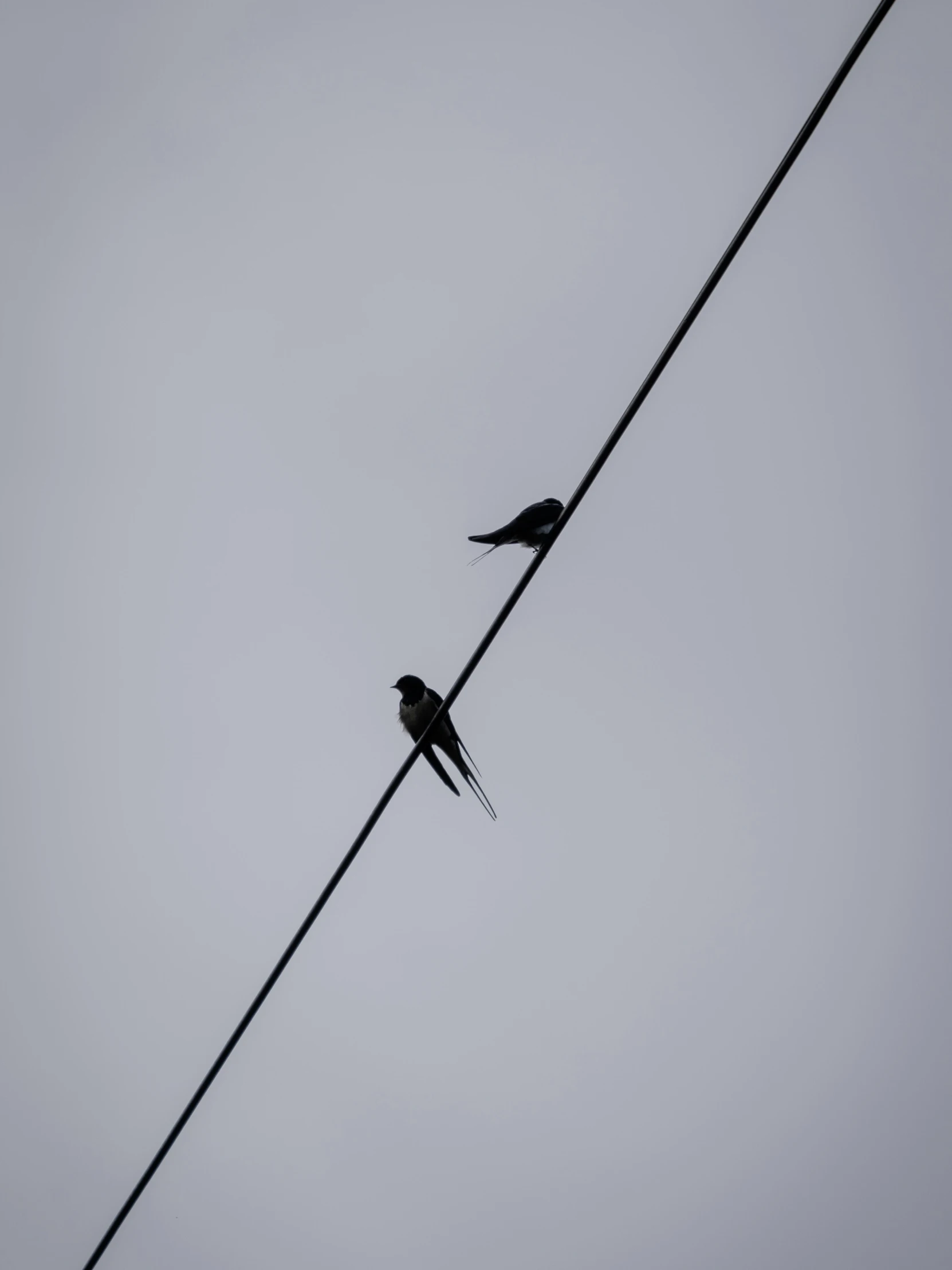 two birds perched on top of a power line