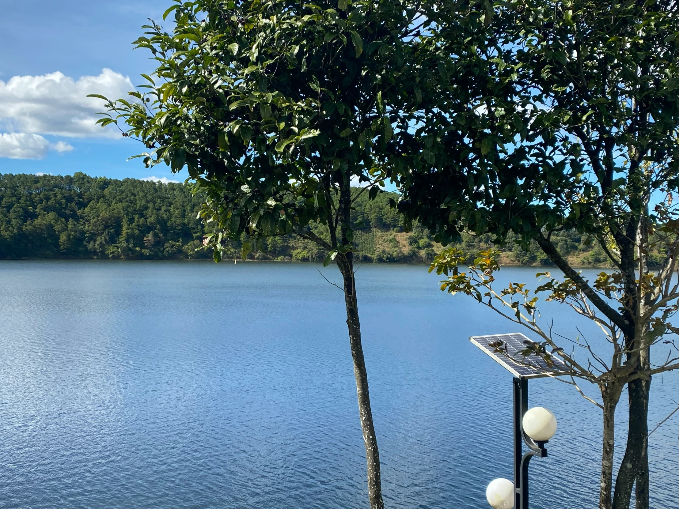 a tree stands next to a pole and the water