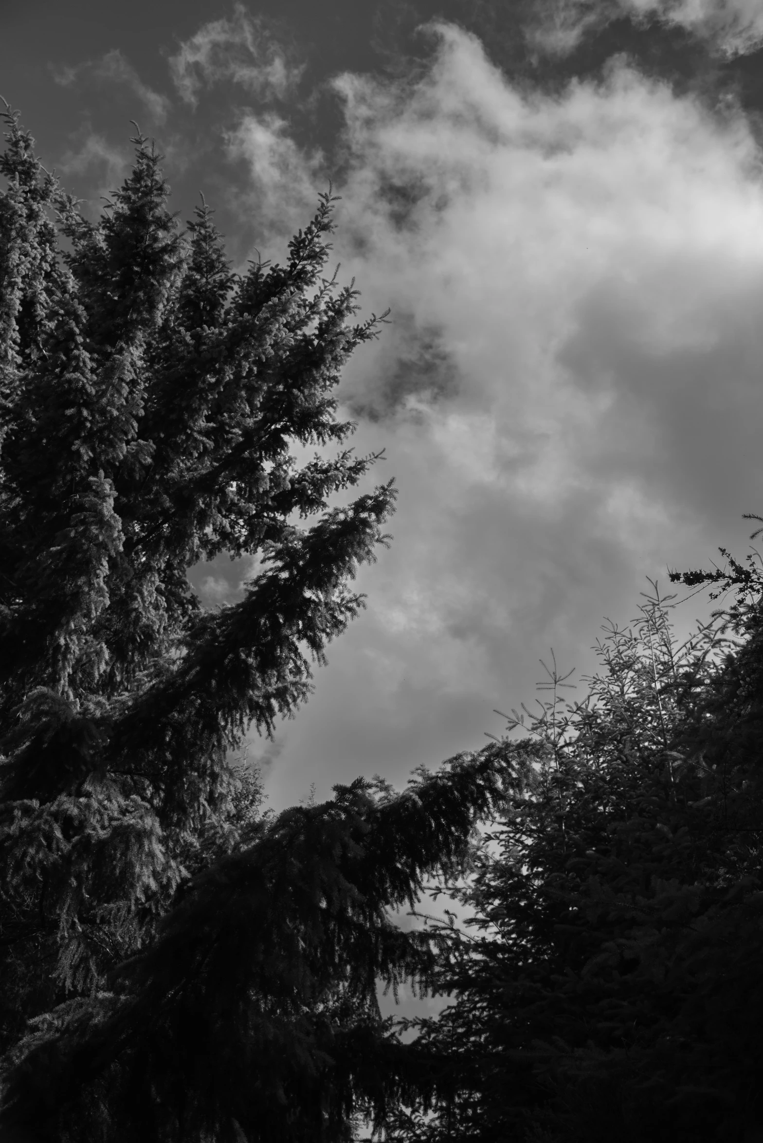 trees and clouds in the sky and a building