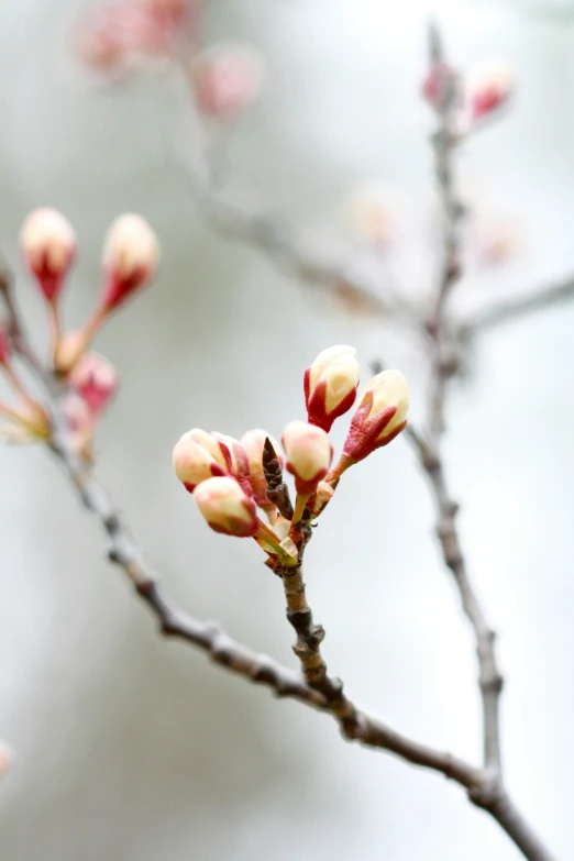 a small nch with tiny flowers near a blurry background