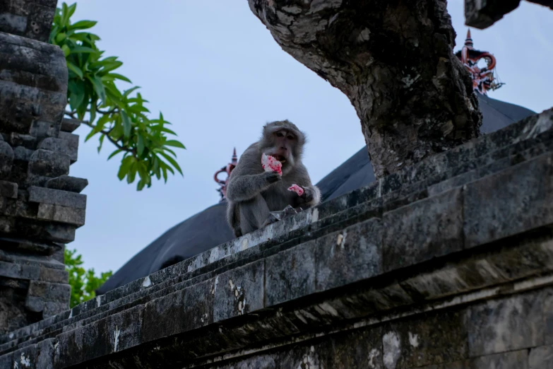 the monkey is on the wall eating soing