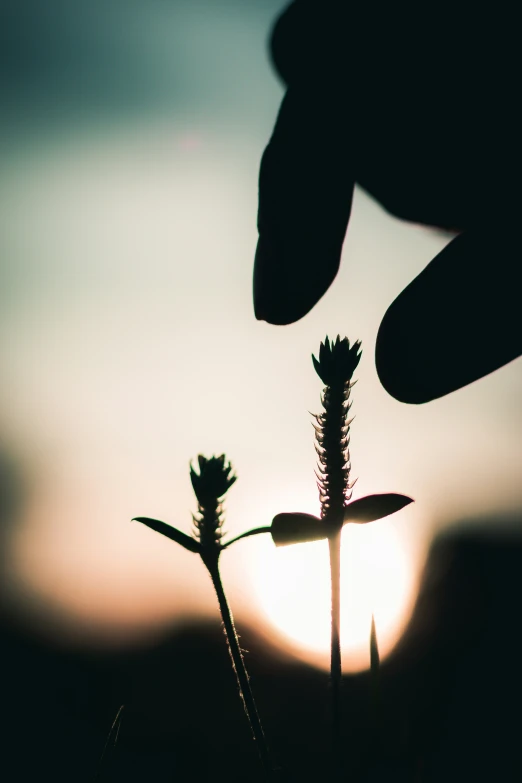 a couple of weeds are being silhouetted against the sunset