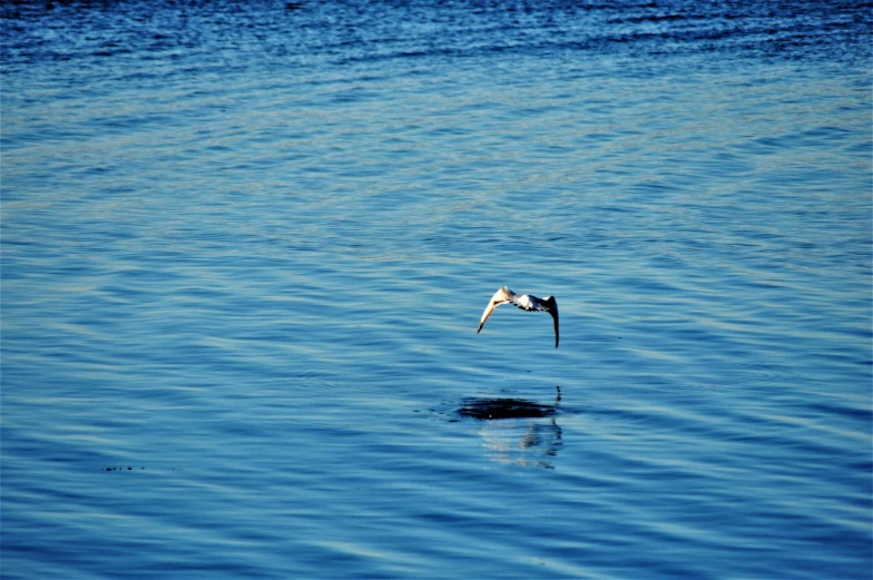 a bird flying low over the water looking for food