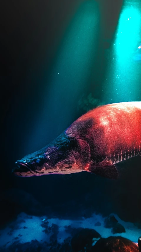 a large seal under some water at a zoo