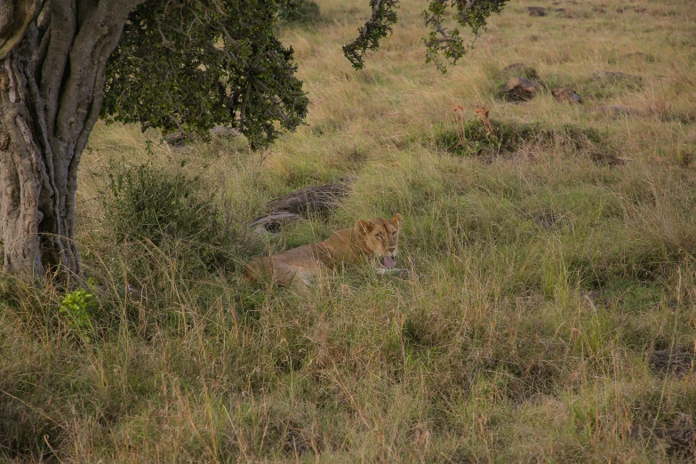 a lion resting in the shade of a tree