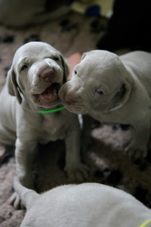 two puppy puppies giving each other a kiss