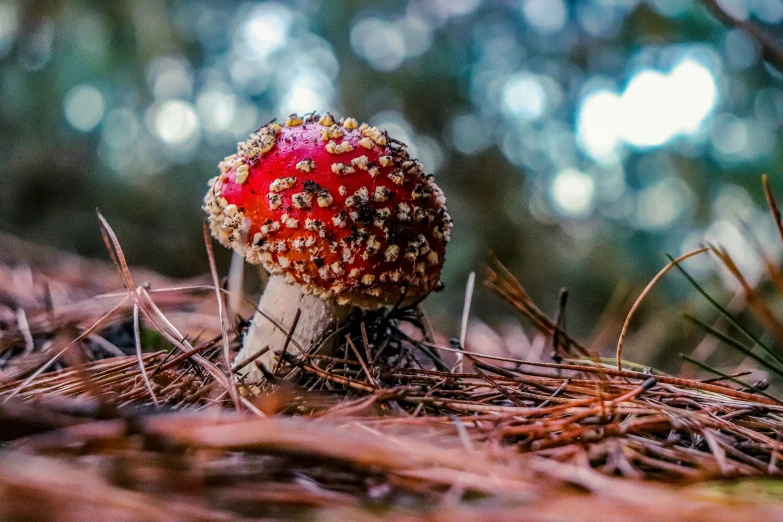 red - colored mushroom sitting on the ground covered in grass