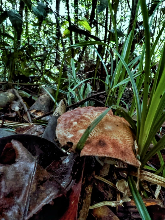 a small mushroom sitting on top of leafy ground