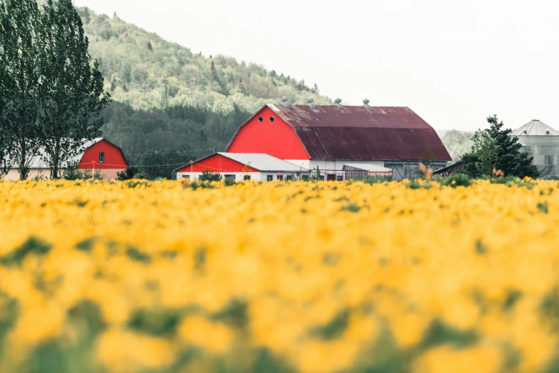 a field with grass and red barns in the distance