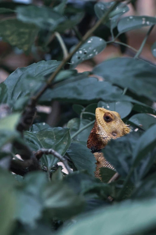 the animal is hiding behind the leaves