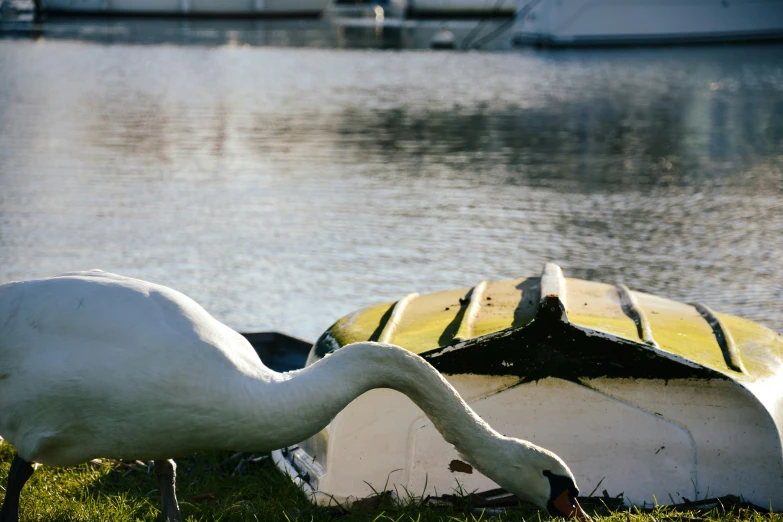 a big bird standing next to a boat in the grass