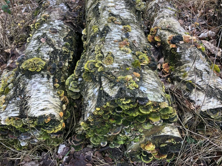 two large logs are laying on the ground