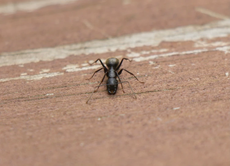 this is an image of a bug crawling on the ground