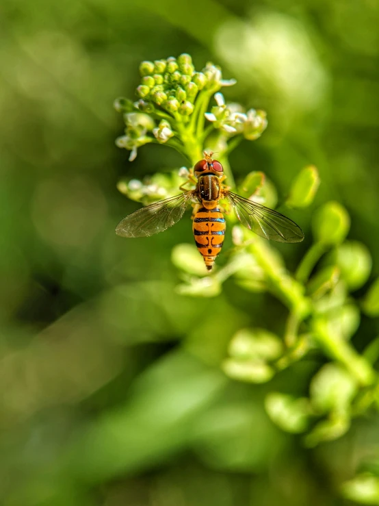 a fly with a big orange abdomen sitting on a green nch