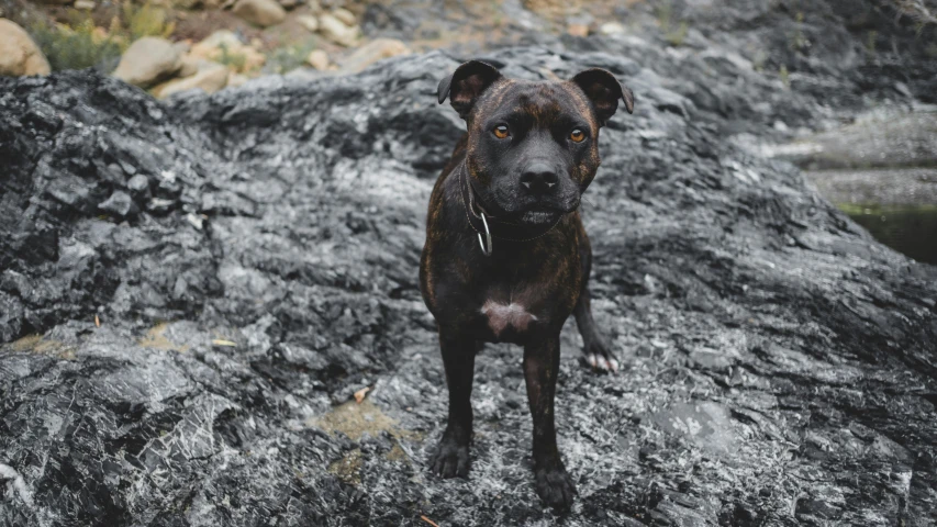 a dog stands on the rocky terrain next to water