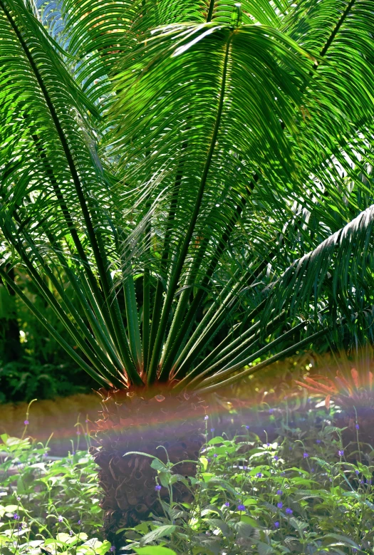 the sun shining through the trees into the garden